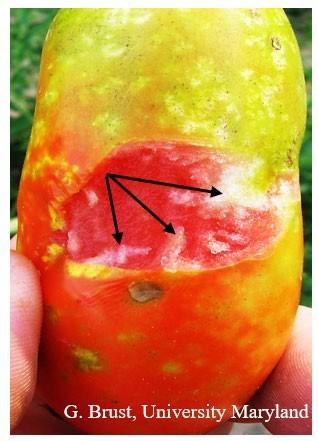 Fig. 3 Stinkbug feeding causing cloudy spot (arrows) on tomato fruit with skin peeled back.