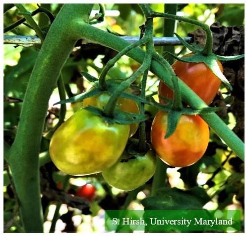 Fig. 1 Stinkbug injury to grape tomatoes, white when tomato is green turning yellow as fruit ripens.