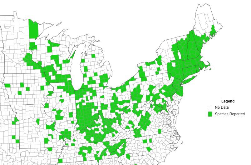 Winged euonymus Eastern US county distribution. Courtesy eddmaps.org