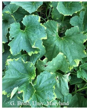 Fig. 1 Yellow edges of cantaloupe leaves due to salts.