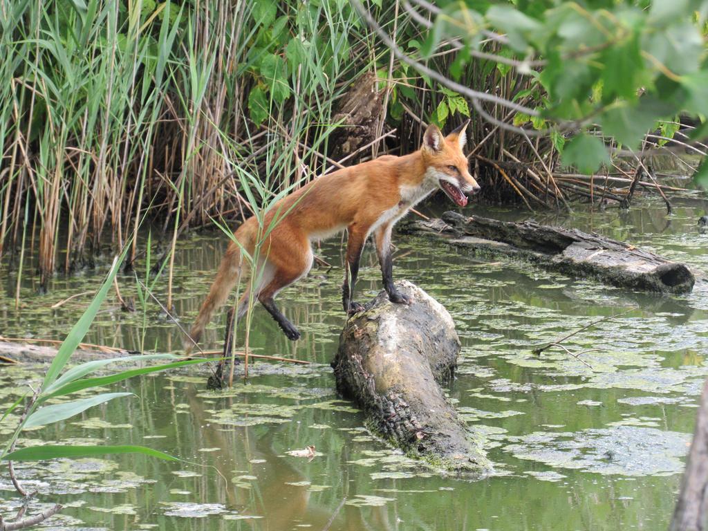 Red fox along a stream