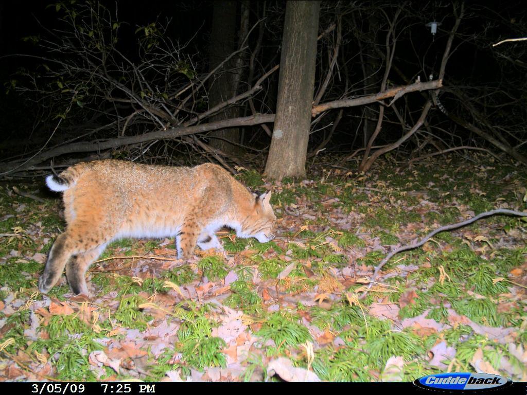 Bobcat photographed by a trail camera