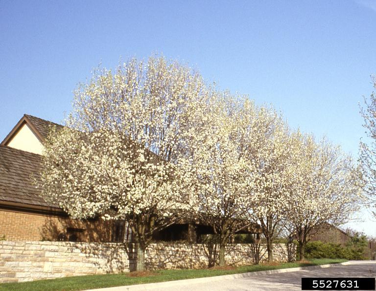Callery pear trees in bloom. Photo by T Davis Sydnor, Ohio State University