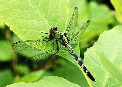 Eastern pondhawk dragonfly on leaf