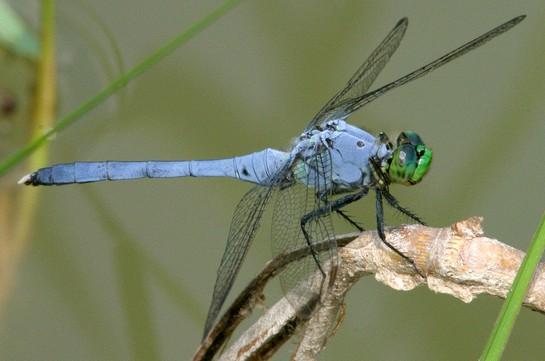 Male eastern pondhawk dragonfly