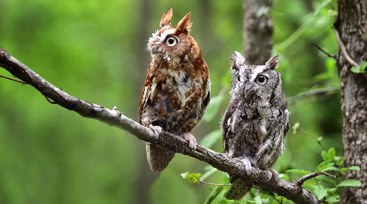 Eastern Screech-Owl perched on a branch