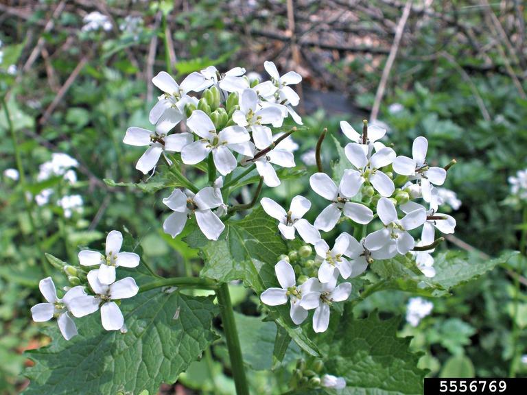 Garlic mustard plants and flowers.  Photo by Ansel Oommen, Bugwood.org 