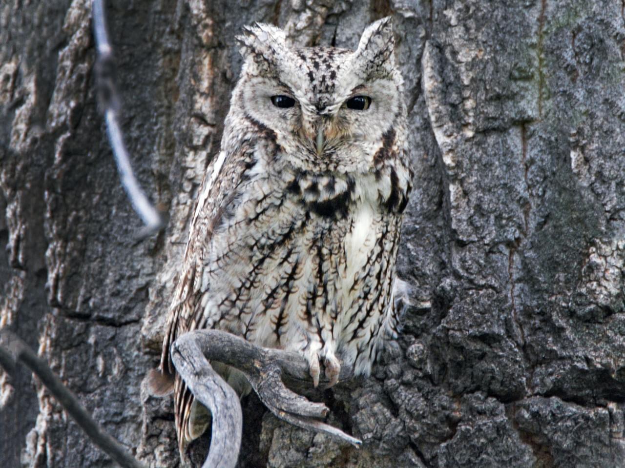 Eastern Screech-Owl. Photo © David Wade,  Macaulay Library