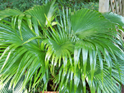 arching palm leaves