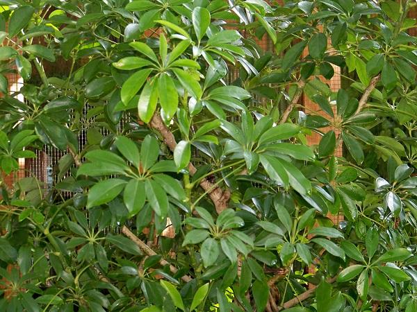 Schefflera foliage