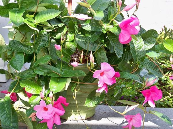 Mandevilla vine with pink flowers