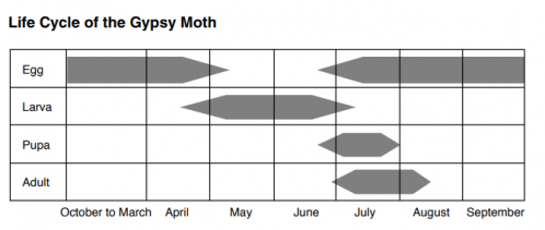 illustration of gypsy moth life cycle 