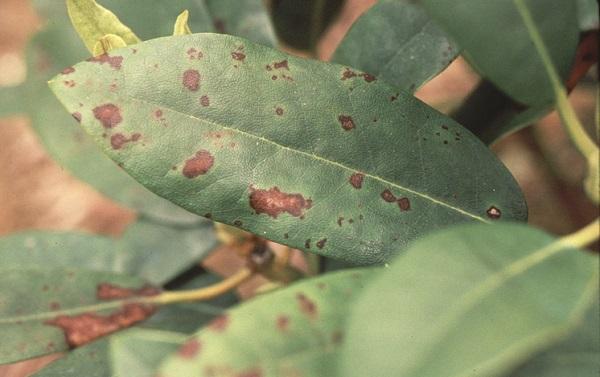 brown leaf spots on a rhododendron leaf