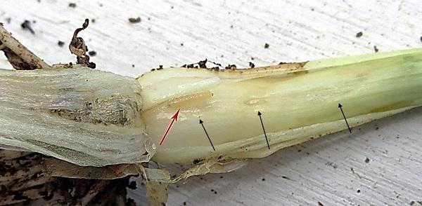 Allium leafminer feeding damage