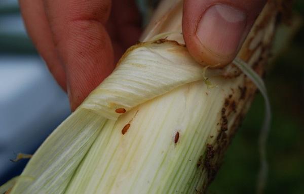 Allium leafminer pupae can be found under leaf sheaths