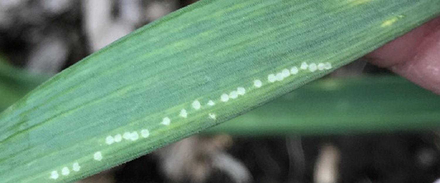 allium leafminer damage ovipositing symptom on foliage 