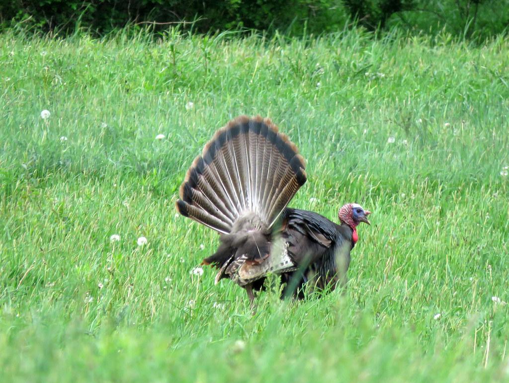Eastern wild turkey displaying fanned-out tail feathers