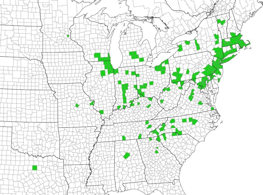 Lesser Celandine county distribution map. Courtesy eddmaps.org
