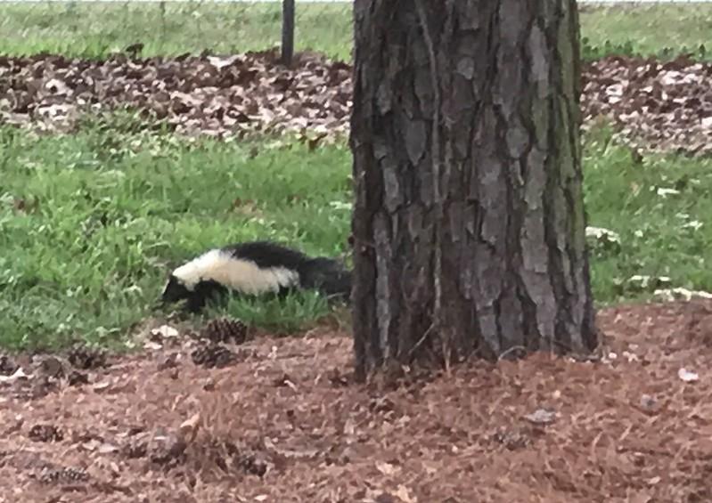 A Striped Skunk in Queen Anne’s County, Maryland, 2020. Photo by Lori Byrne,  Maryland Biodiversity Project