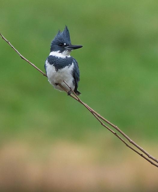 Male belted kingfisher, Harford County, MD. Photo by  Mark Johnson