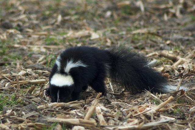 Striped skunk digging on woodland floor