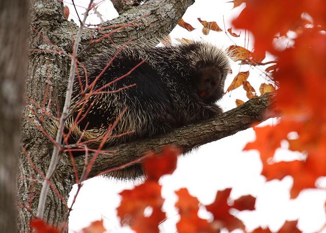 North American porcupine in a tree