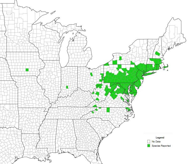 Mile-a-minute eastern US county  distribution. Courtesy eddmaps.org.