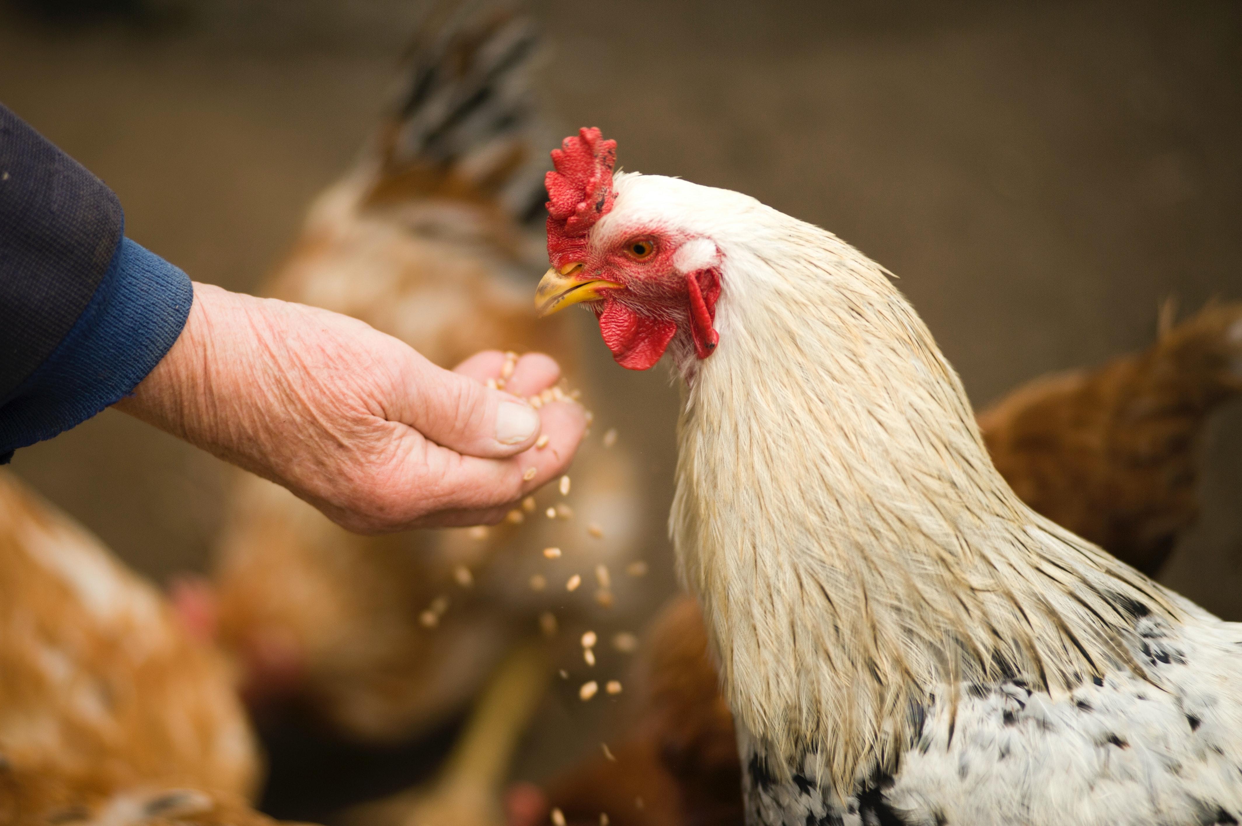 Feeding the Flock University of Maryland Extension