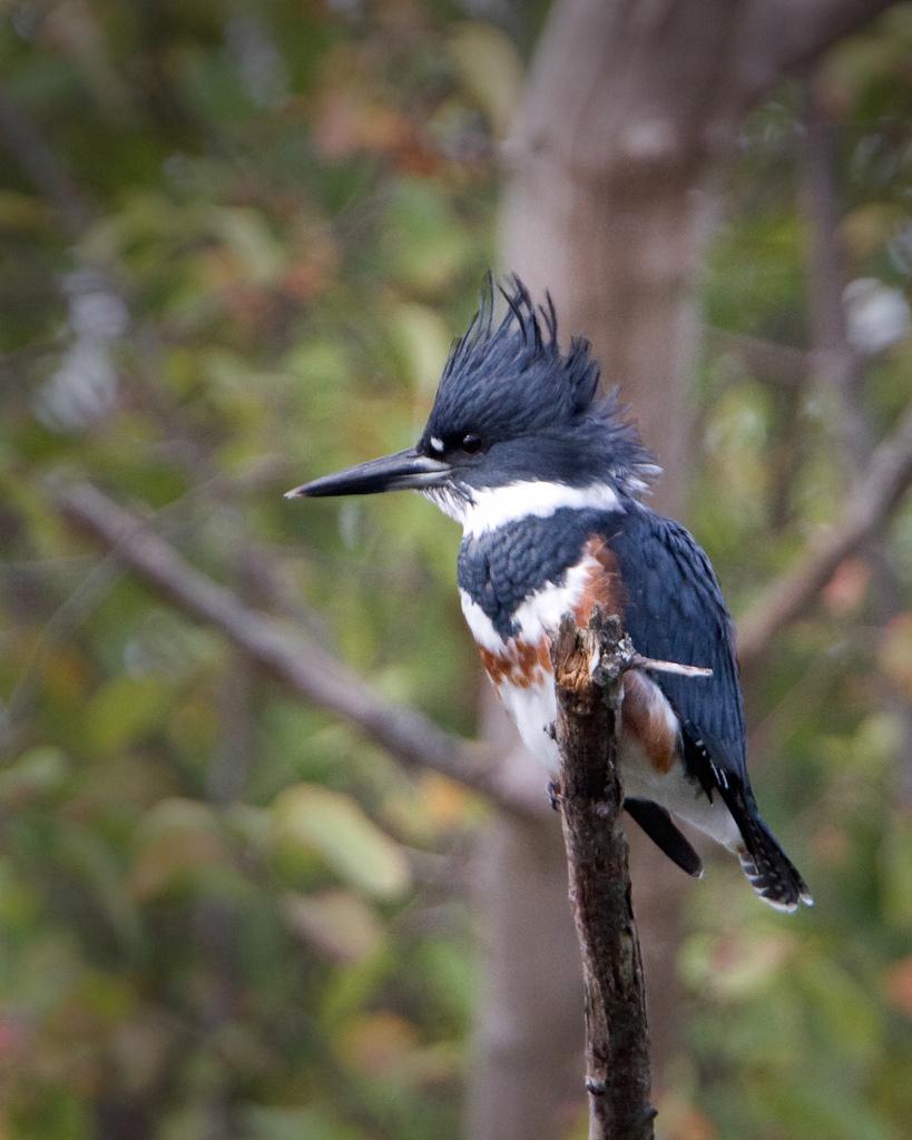 Kingfisher popular