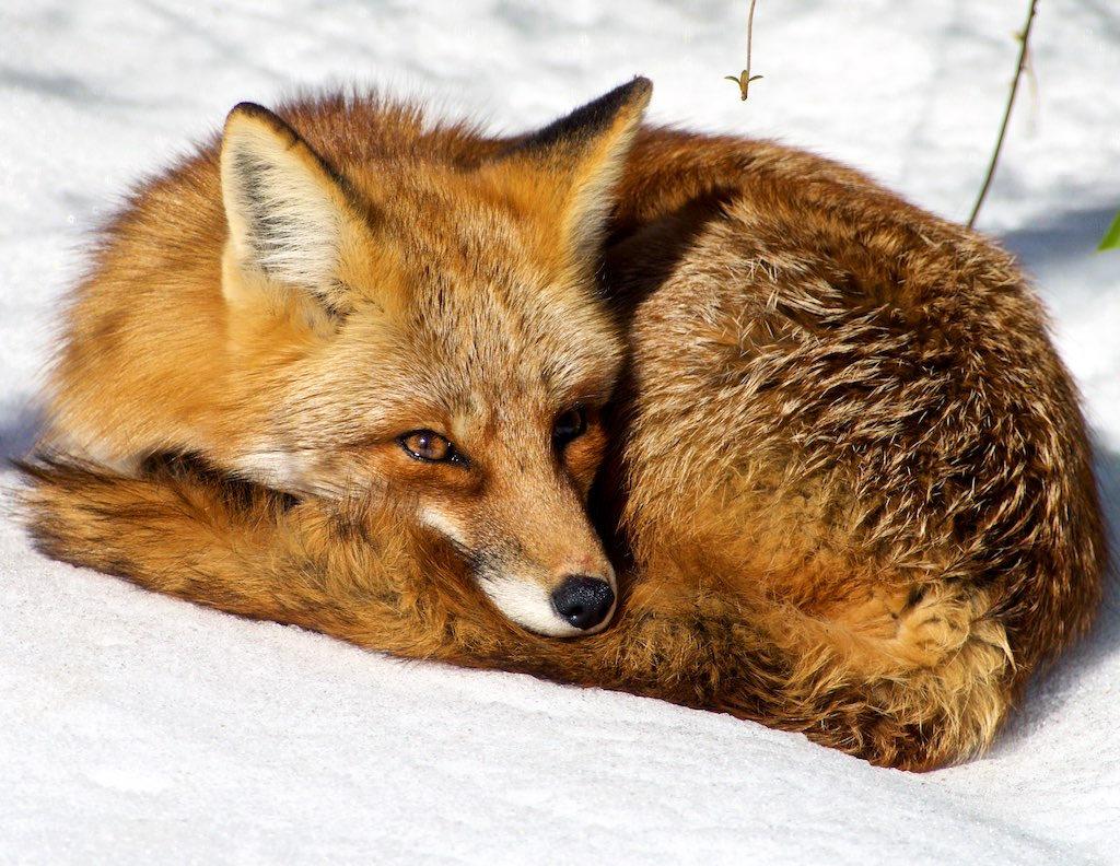 A Red Fox in Baltimore City, Maryland, 2015. Photo by Thomas Andres, Maryland Biodiversity Project