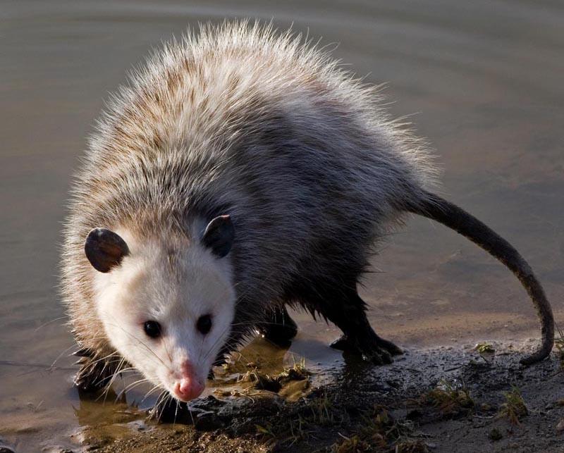 Woodland Wildlife Spotlight - The Misunderstood Opossum | University of  Maryland Extension