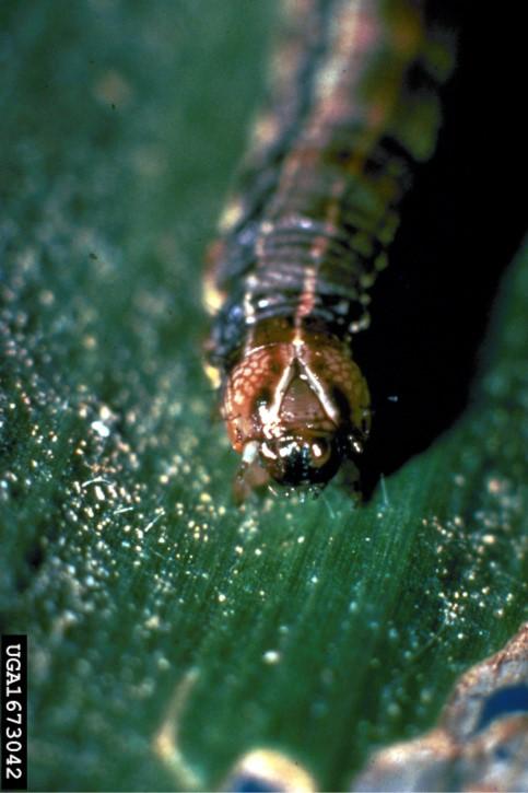 Figure 2. Fall armyworm with  diagnostic “Y” pattern on head. Steve L. Brown, University of Georgia, Bugwood.org