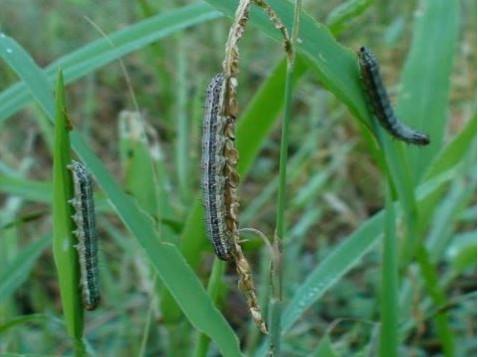 Figure 3. Fall armyworm feeding on grass hay.