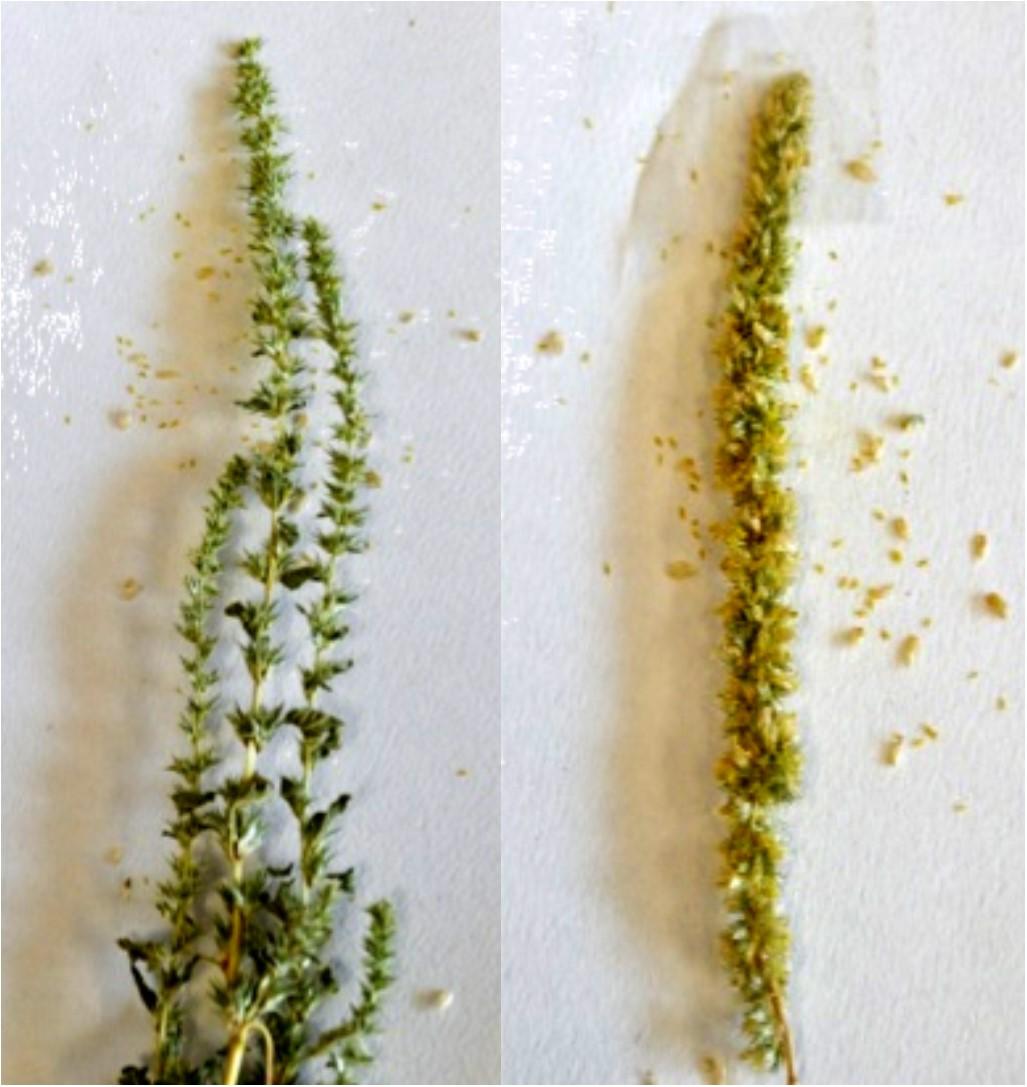 Figure 2. Female plants (left) can be distinguished from male plants (right) by the presence of sharp floral bracts whereas male flowers are soft to the touch. Image: K. Vollmer, University of Maryland