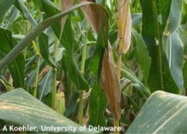 Figure 1. Corn stalk with accelerated plant senescence. Image: A. Koehler, University of Delaware