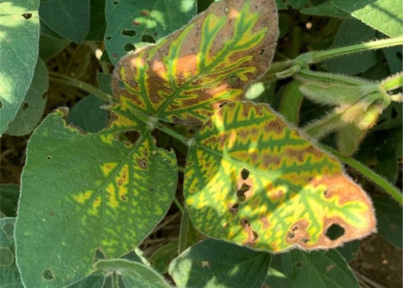 Figure 1. Interveinal chlorosis associated with symptoms of several stem diseases of soybean. Image: A. Kness, University of Maryland