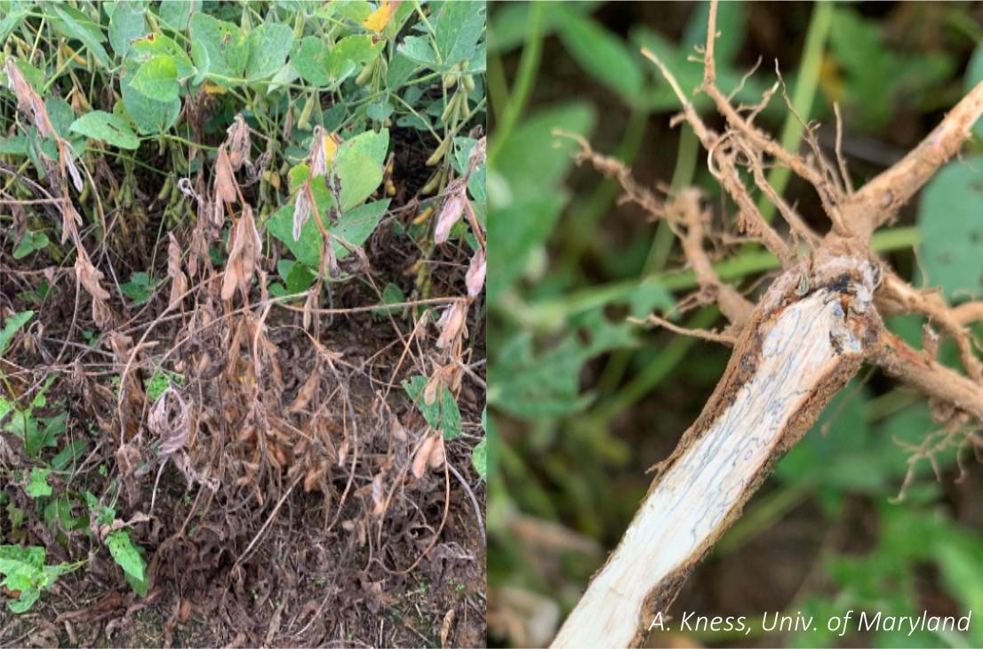Figure 2. Symptoms of soybean stem disease caused by Diaporthe sp. Notice black zone lines in the lower stem (right). Image: A. Kness, University of Maryland