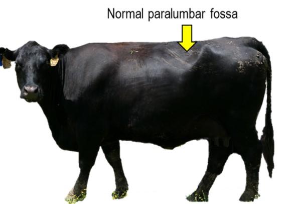 Figure 1. Examining the appearance of the paralumbar fossa on the left side of the animal can indicate early signs of bloat.  Normal appearance is characterized by a concave (inward) curve rather than a convex (outward protrusion) curve.