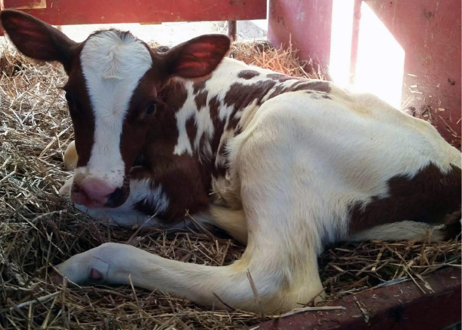 Calf laying on straw