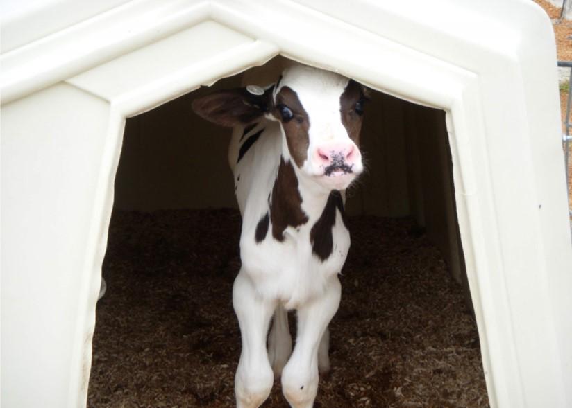 Calf inside a calf hutch
