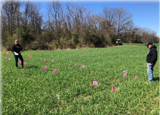 Figure 1. Fertilizer application on triticale forage plots in Keedysville, MD in March 2021.