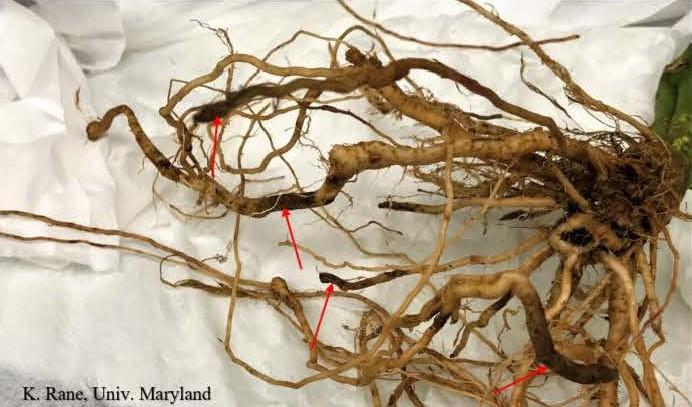 Corky root disease on tomato roots showing dark brown banded lesions (arrows).
