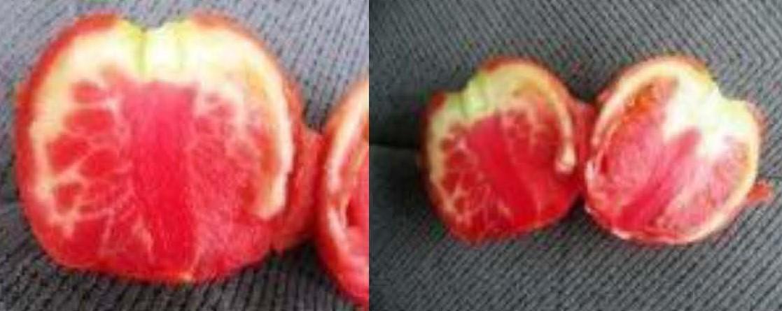 Internal whitening of tomato fruit, mostly found in high tunnel tomatoes early this summer