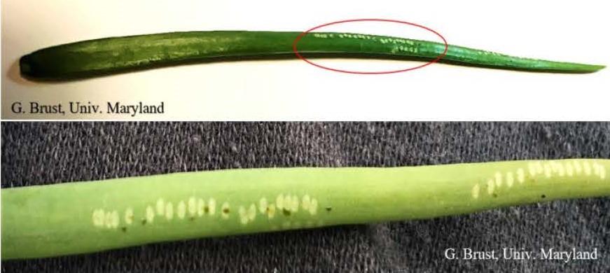 Fig. 1 Onion leaf blades showing round white dots made by female Allium leaf miners. 