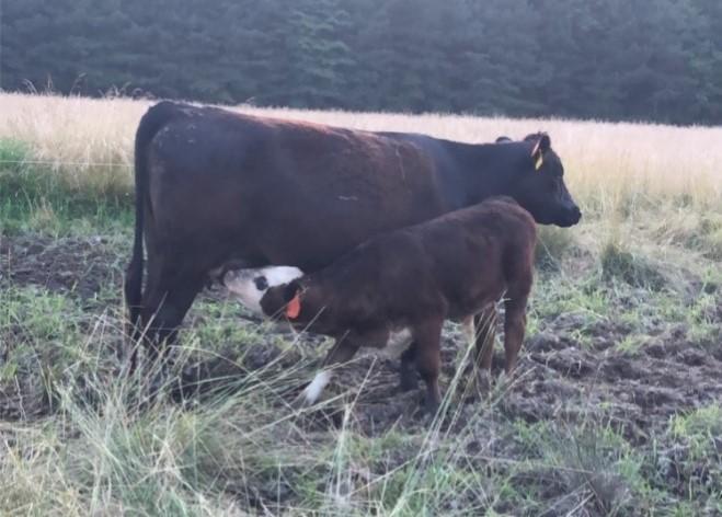 Calf feeding on cow