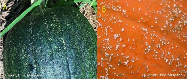 Plectosporium lesions on green fruit (A) and on orange fruit (B). 