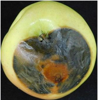 Photo 1. Alternaria Fruit Rot, provided by K. Peter.