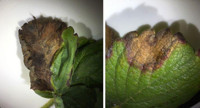 Figure 3. Left: Neopestalotiopsis on 'Galletta' showing V-shaped lesion which has consumed most of the leaf within a few days. Right: Phomopsis leaf blight on 'Albion', which is invading tissue much more slowly. Photos: Kathy Demchak, Penn State