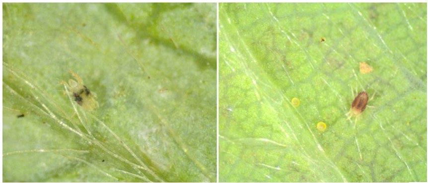 Figure 4. Two-spotted spider mite (left) and carmine mite and eggs (right) on strawberry leaf undersides. Though coloration is different, these two types of spider mites have been determined to be the same species, so control methods (and miticides that may be used) are the same. Photos: Kathy Demchak, Penn State