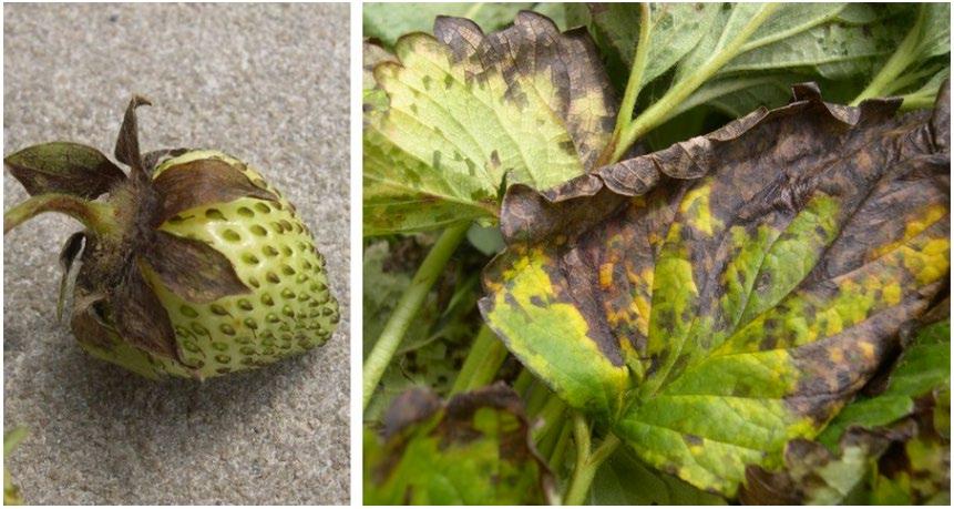 Figure 6. Left: The most obvious symptom of angular leaf spot is blackened berry caps. Right: The bacteria also cause clearing of leaf tissue, at first delineated by the leaf veins. Injured tissue eventually coalesces, and may die. Photos: Kathy Demchak, Penn State